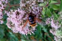Volucella zonaria