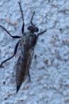 Tolmerus atricapillus