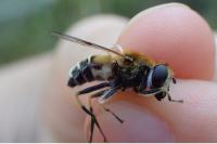 Eristalis jugorum