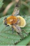 Sericomyia superbiens