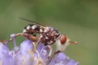 Myopa fasciata