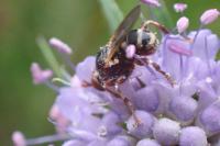Myopa fasciata