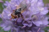 Myopa fasciata