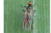Hybos culiciformis