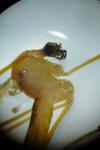 Pedicia littoralis