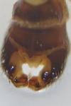 Pedicia littoralis