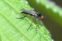 Empis nigritarsis