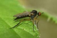 Empis nigritarsis