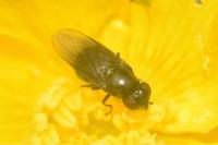 Melanogaster