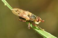 Myopa