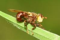 Myopa