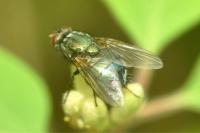 Eudasyphora