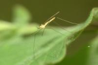 Gonomyia
