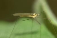 Gonomyia