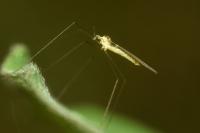 Gonomyia