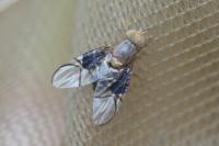 Anomoia purmunda