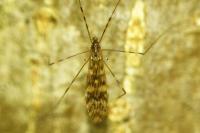 Limonia nubeculosa