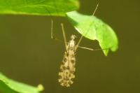 Ilisia maculata