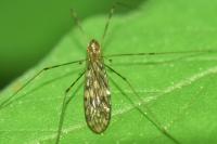 Limonia nubeculosa