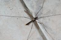 Tipula paludosa