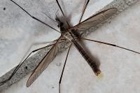 Tipula paludosa