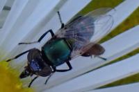 Physiphora alceae