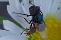 Physiphora alceae