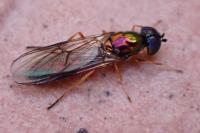Sargus flavipes