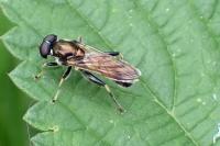 Xylota segnis