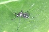 Stegomyia albopicta
