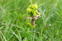Entomophaga