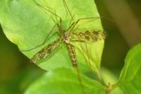 Epiphragma ocellare