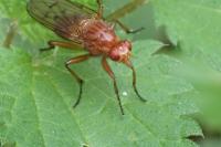 Neuroctena anilis