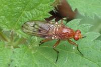 Neuroctena anilis