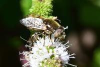 Eristalinus aeneus