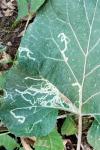 Phytomyza lappae