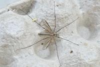 Tipula paludosa