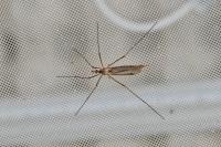 Tipula paludosa