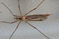 Tipula paludosa