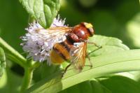 Volucella zonaria