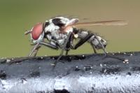 Anthomyia