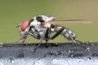 Anthomyia