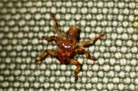Lipoptena cervi