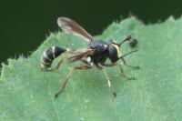 Physocephala rufipes