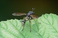 Physocephala rufipes