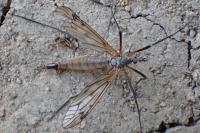 Tipula varipennis