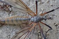 Tipula varipennis