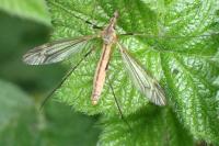 Tipula vernalis