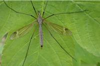 Tipula luna