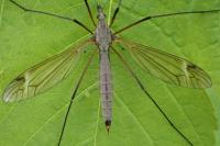 Tipula luna